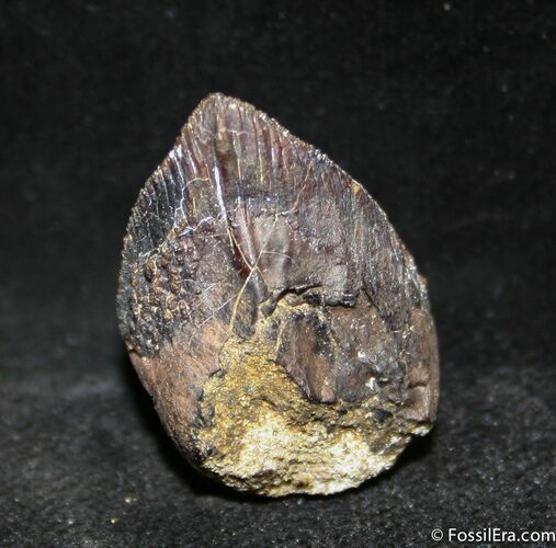 Inch Long Unworn/Unerupted Triceratops Tooth #1275